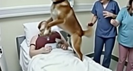 Doktorlar köpeği sahibine veda etmek için getirdiler, ancak daha sonra akıllı