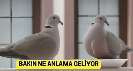 Balkona kumru konması