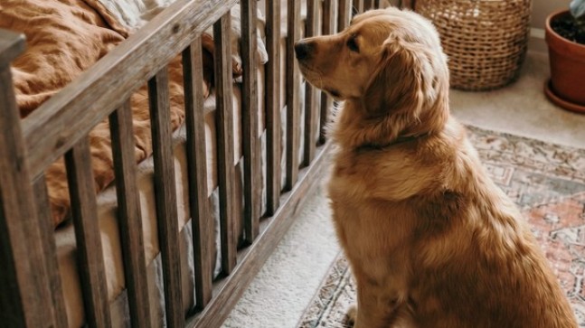Köpeğimiz yeni doğan bebeğimizin beşiğine sürekli havlıyordu – sebebini yatağın altında buldum.