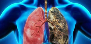 Ancak Tere Otunun Bilmediğiniz