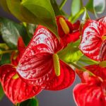 Anthurium’un çoğaltılması