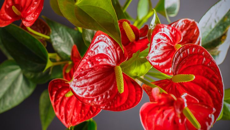 Anthurium’un çoğaltılması