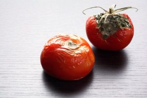 Bozulmuş Domatesleri çöpe Atmayın