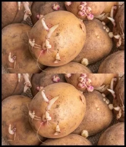 Nasıl Saklayacağınız Alçakta