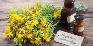 Yara Otu Ya Da Mayasıl Otu Olarak Da Bilinir