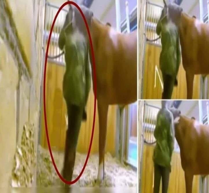 Atın ahırdaki hallerinden